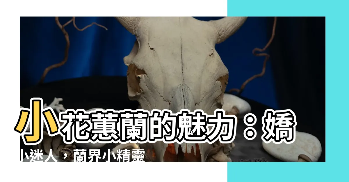 【小花蕙蘭】小花蕙蘭的魅力：嬌小迷人，蘭界小精靈
