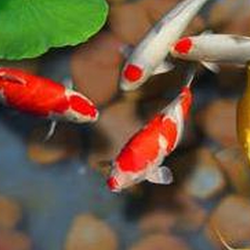 2、風水魚的種類,什麼是幸運的風水魚