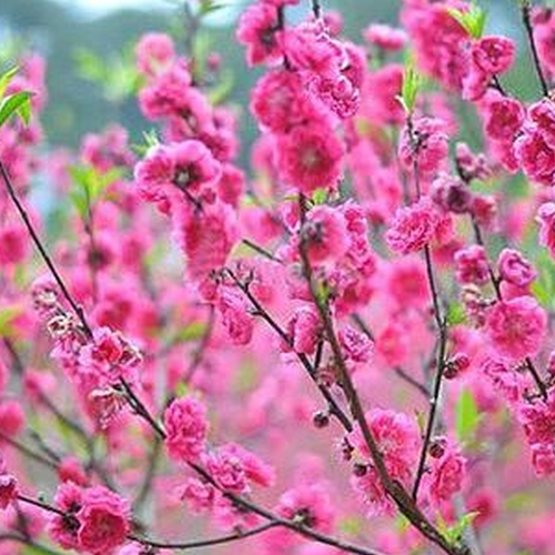 4、十二生肖桃花位置對照表