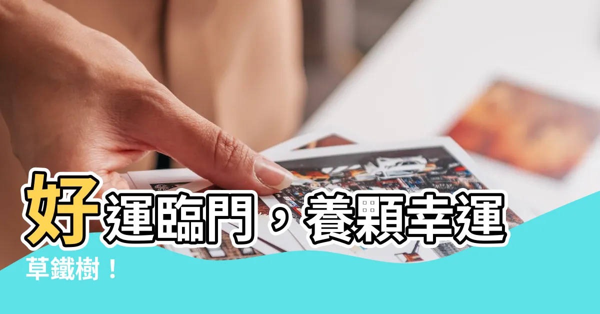 【幸運草鐵樹】好運臨門，養顆幸運草鐵樹！