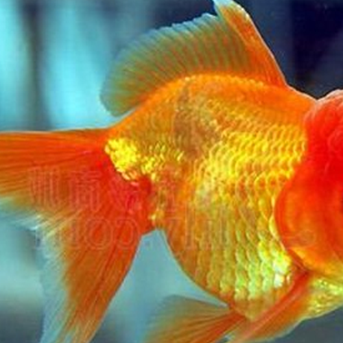4、風水魚總是死的