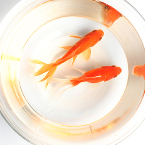 1、在家養金魚與風水的關係