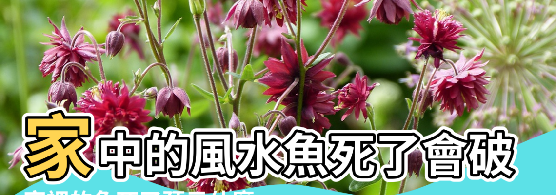 【風水和死魚】家中的風水魚死了會破財嗎 |家裡的魚死了預示什麼 |魚突然死了預示擋災嗎養的魚死了怎麼處理 |