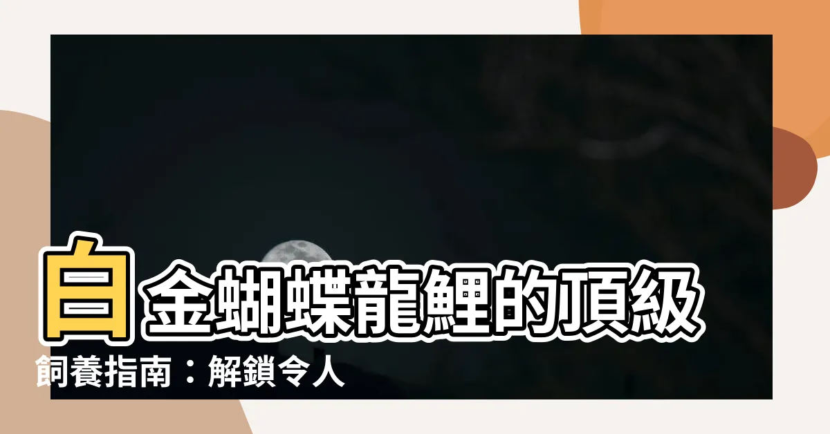 【白金蝴蝶龍鯉飼養方法】白金蝴蝶龍鯉的頂級飼養指南：解鎖令人驚嘆的色彩與優雅