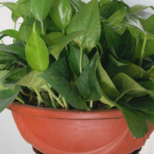 4、家庭花園裡的植物風水禁忌有哪些,花園裡哪些植物對風水有好處