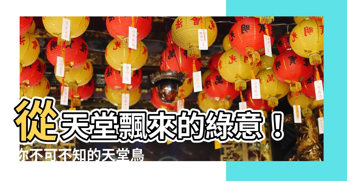 【天堂鳥照顧】從天堂飄來的綠意！你不可不知的天堂鳥照顧秘訣