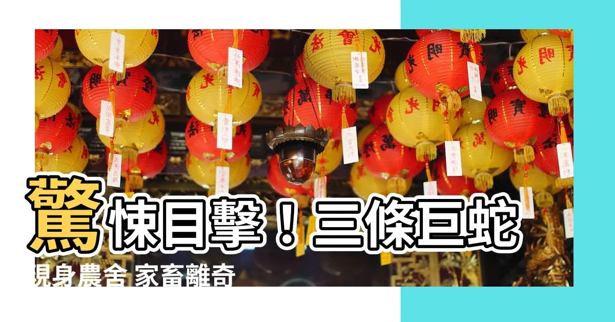 【蛇】驚悚目擊！三條巨蛇現身農舍 家畜離奇集體身亡