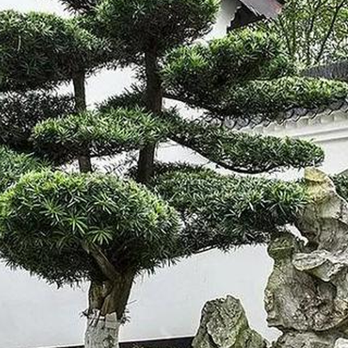 2、農村居民小區院子裡種風水樹的風水是什麼