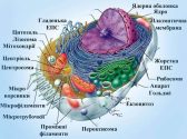 Структурна організація клітини