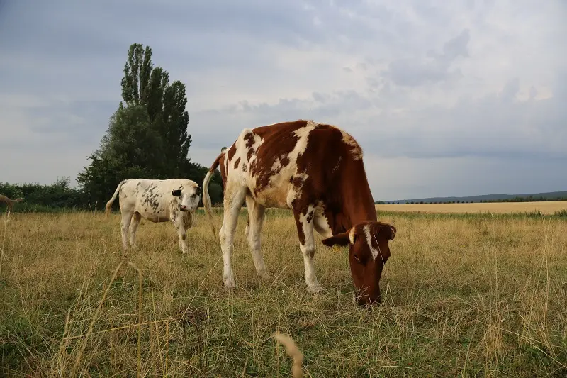 Tierpatenschaft Last Minute Geschenk nachhaltig