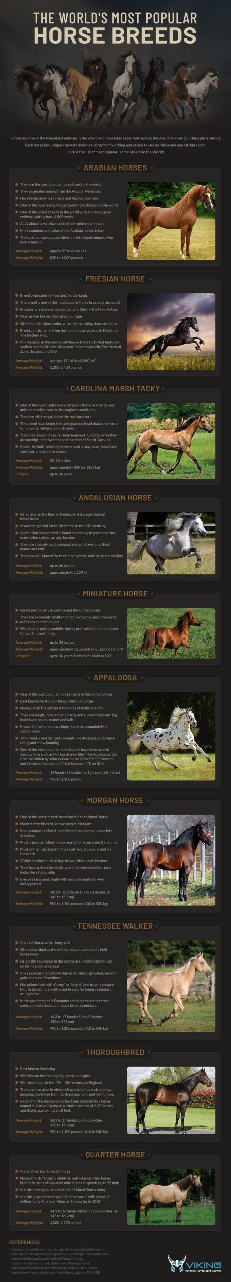 The World’s Most Popular Horse Breeds