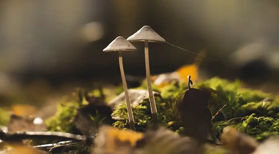 mushroom2