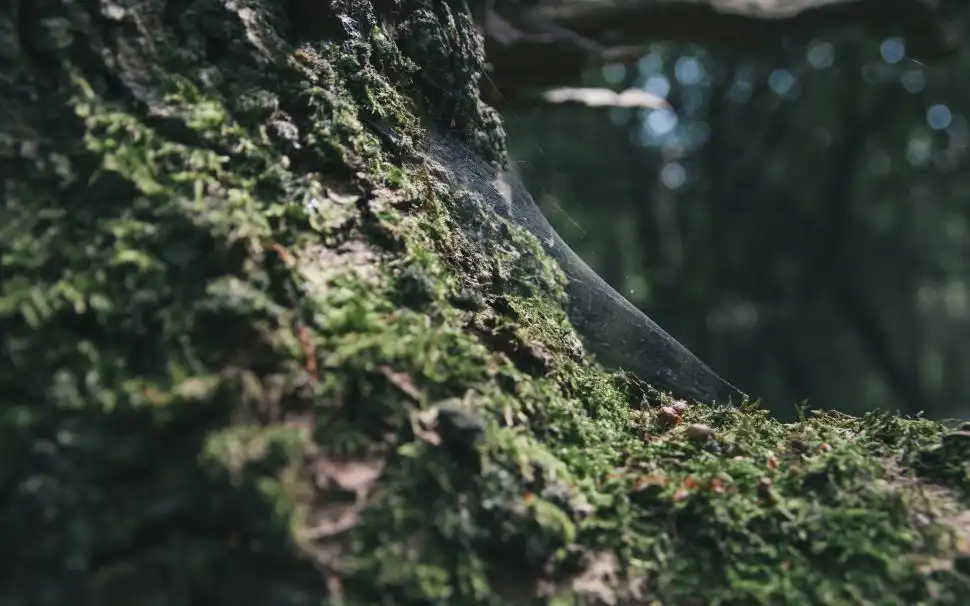 tree trunk
