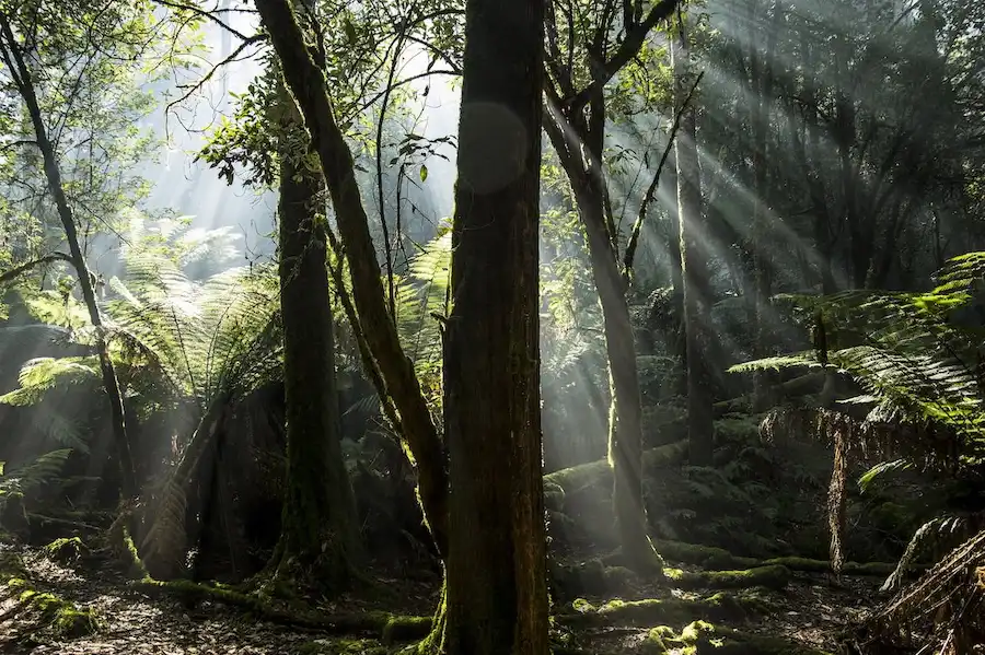 sun rays1