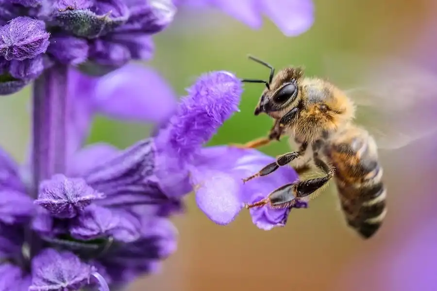 bees