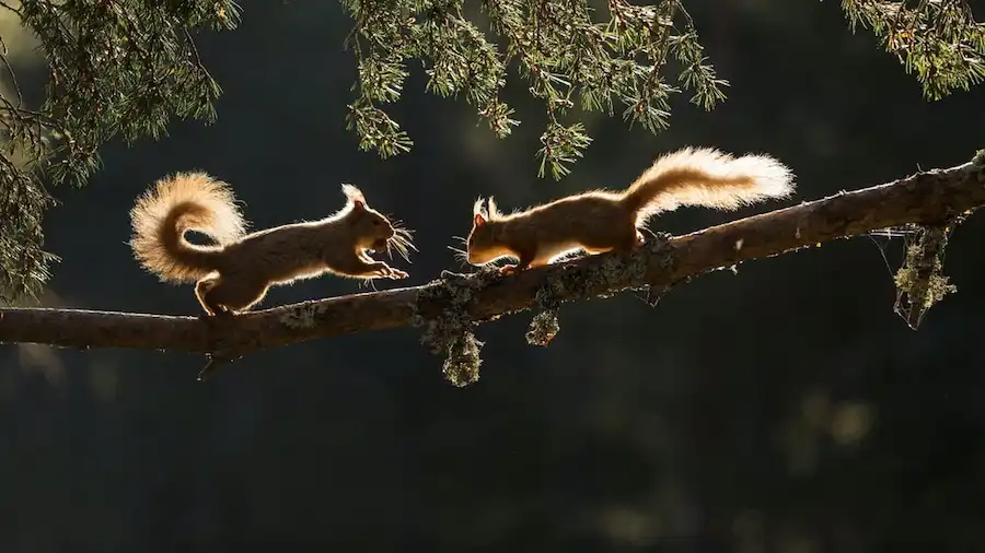 squirrel