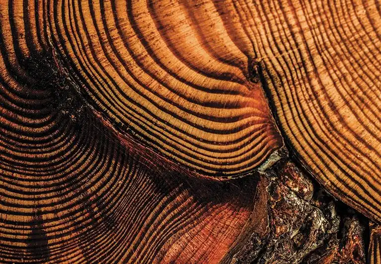 tree trunk2