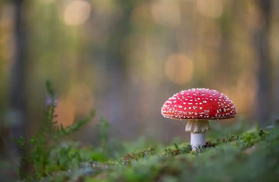bokeh1