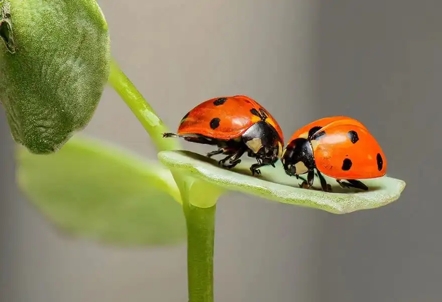bugs