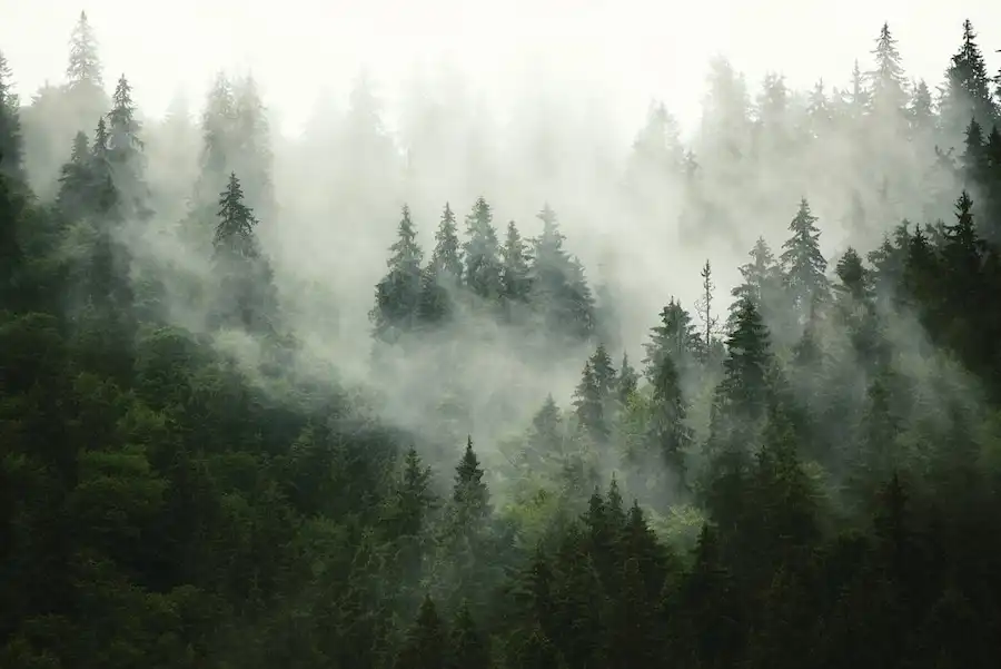 foggy forest1