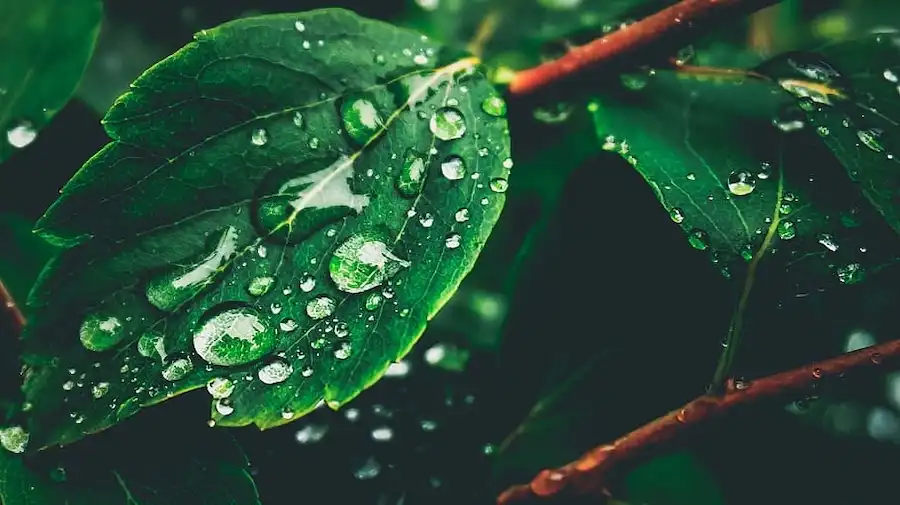 raindrop1