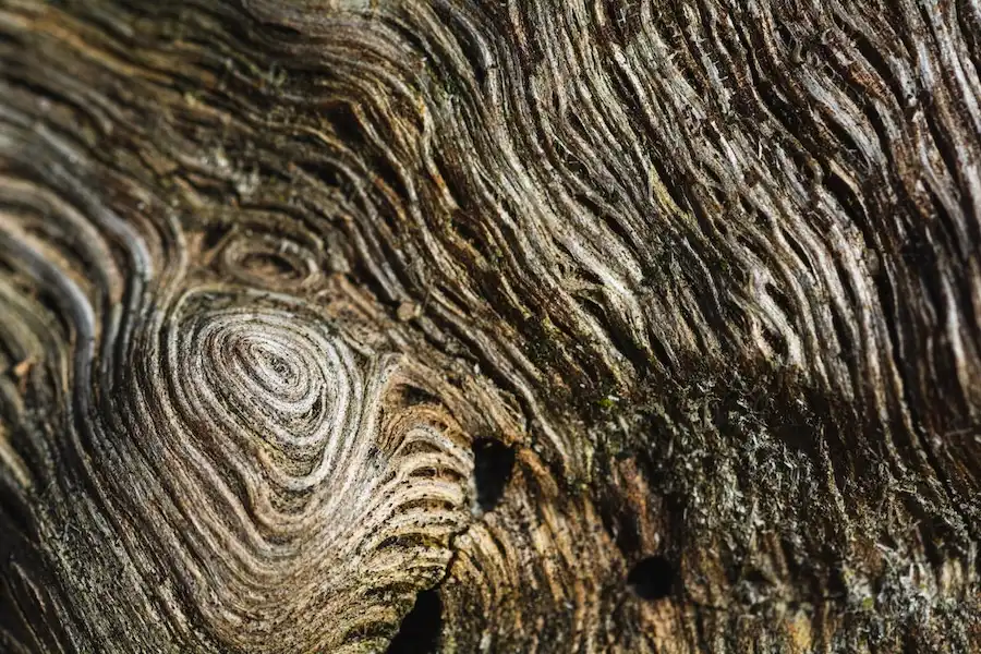 tree trunk1