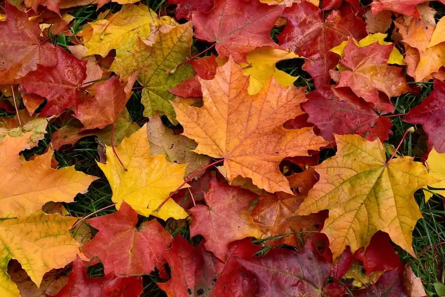 leaves2