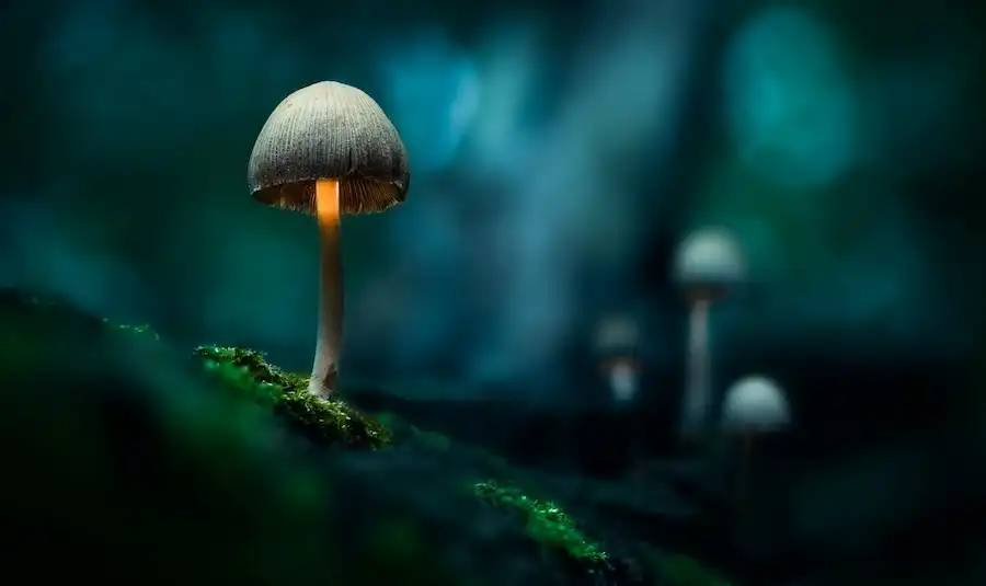 mushroom1