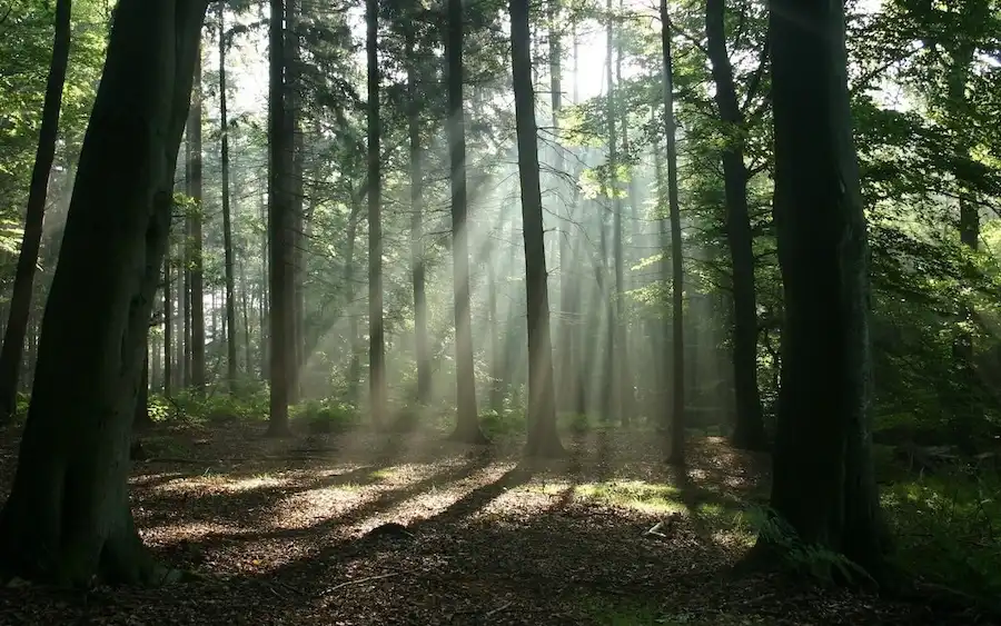 sun rays2