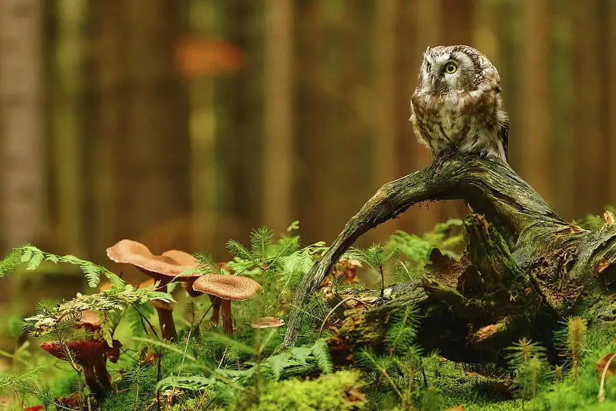 owl