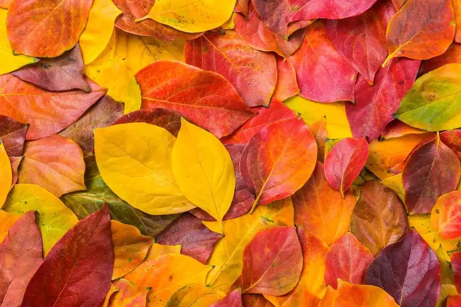 leaves1