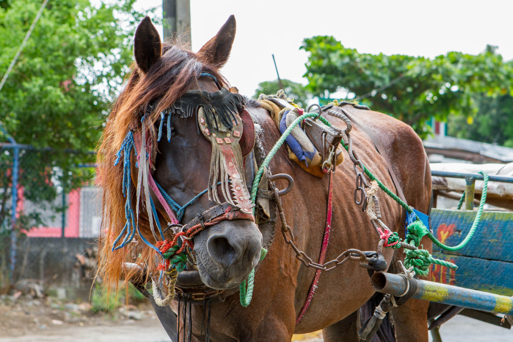 World Horse Welfare and The Donkey Sanctuary welcome agreement with OIE, the global body for animal welfare