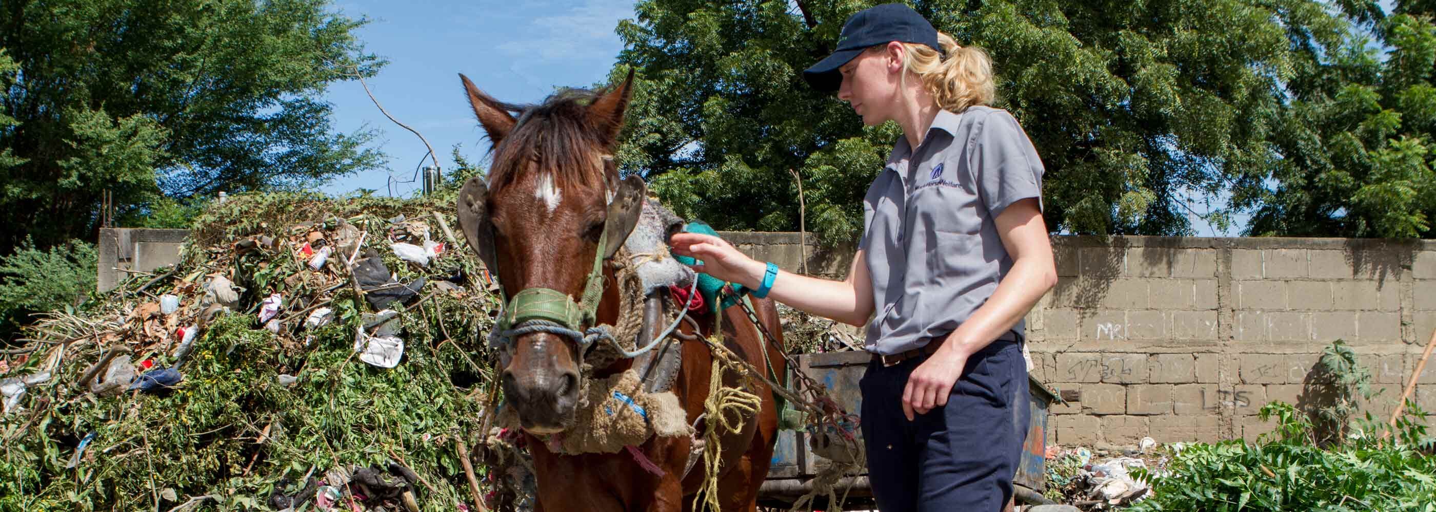 World Horse Welfare International Officer checking bay horse horse with poorly fitting harness