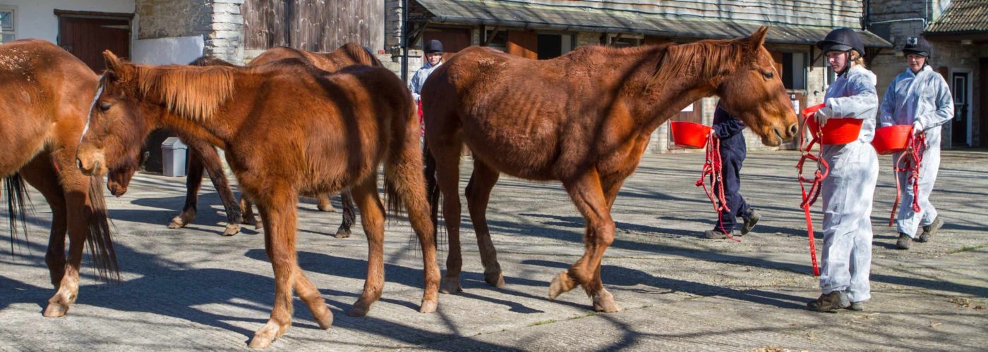 Grooms with group of underweight chestnut horses wearing overalls to prevent spread of disease