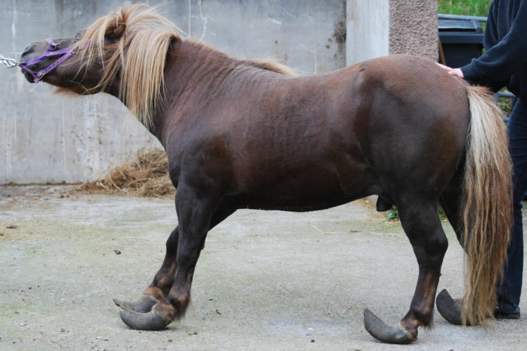 Rehomed Shetland now thriving at Aboyne centre after horrific neglect