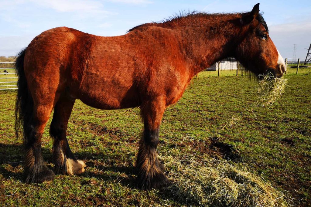 Little Ginger at World Horse Welfare Penny Farm