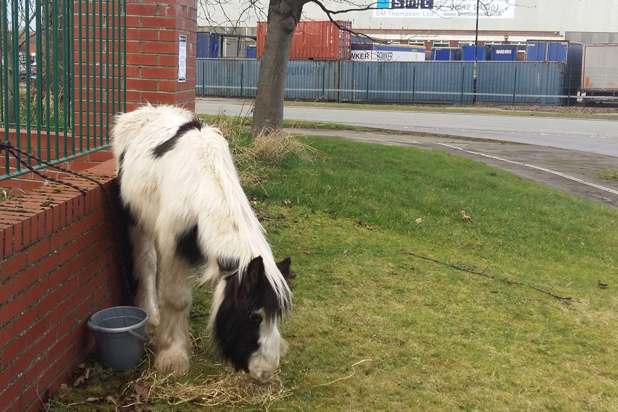 ‘Sparkling’ pair of young ponies rescued from abandonment