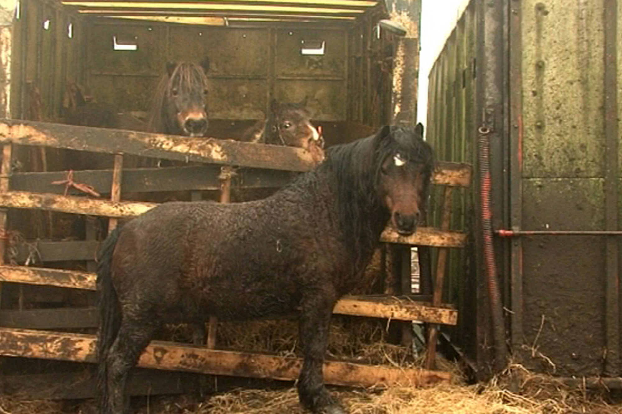 20 horses rescued from a life of misery