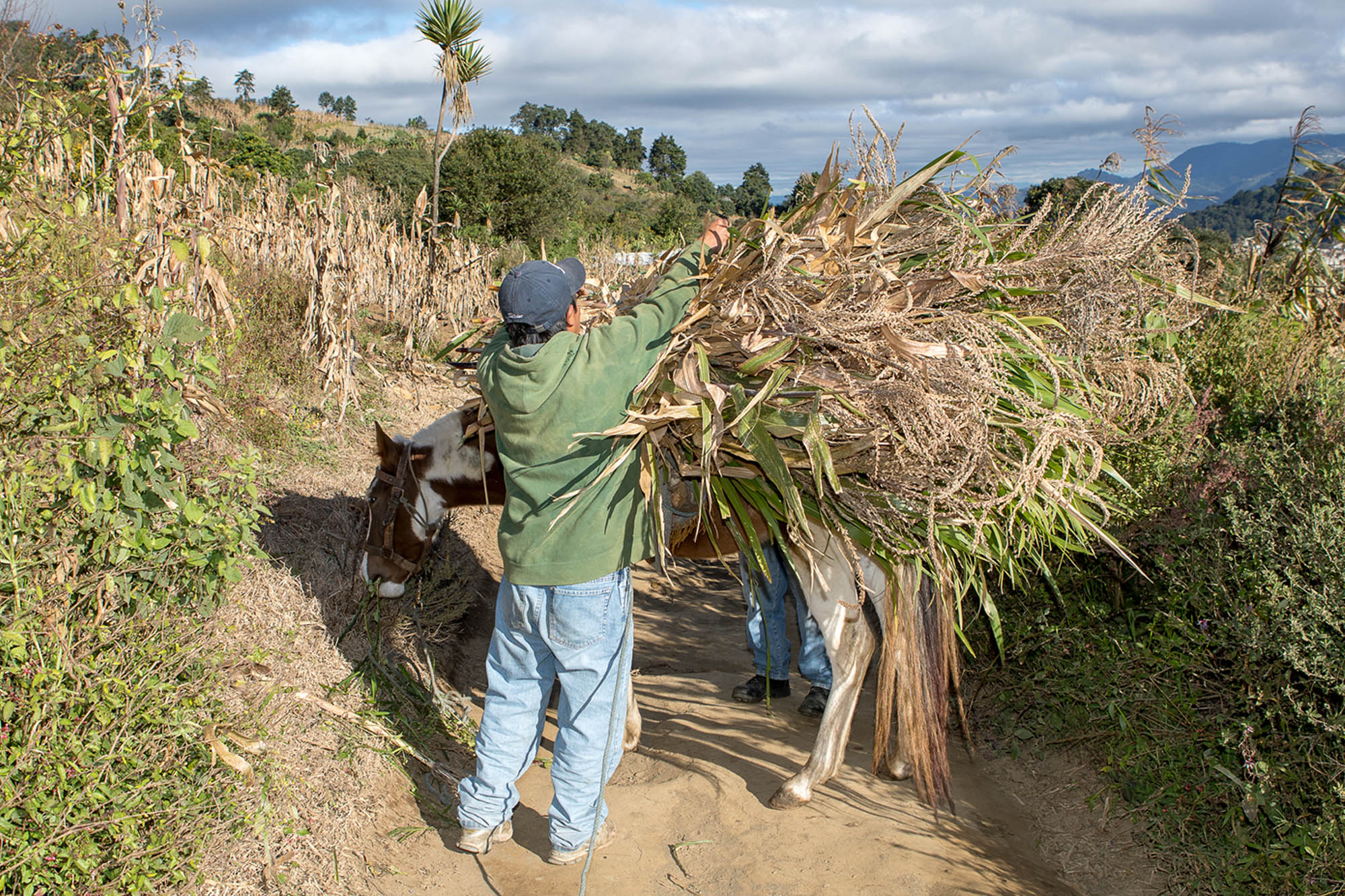 Working equids and the SDGs