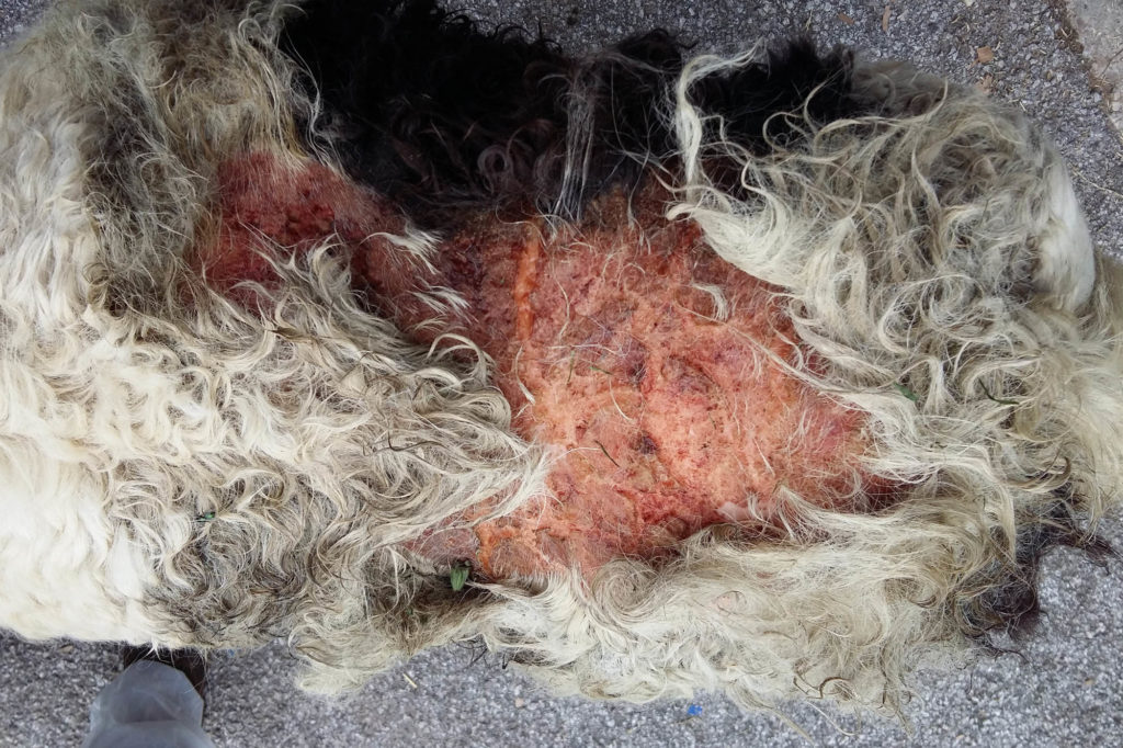 Piebald pony with bald patch on his back due to maggot infestation