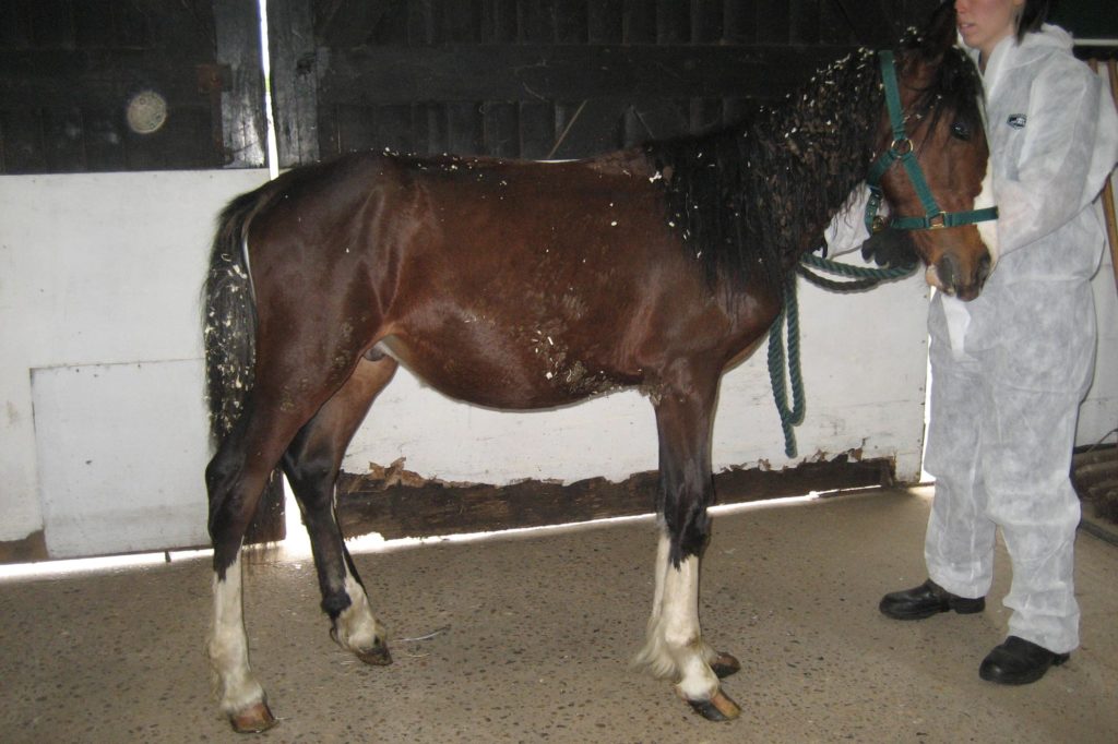 Elvis looking poor on arrival at World Horse Welfare