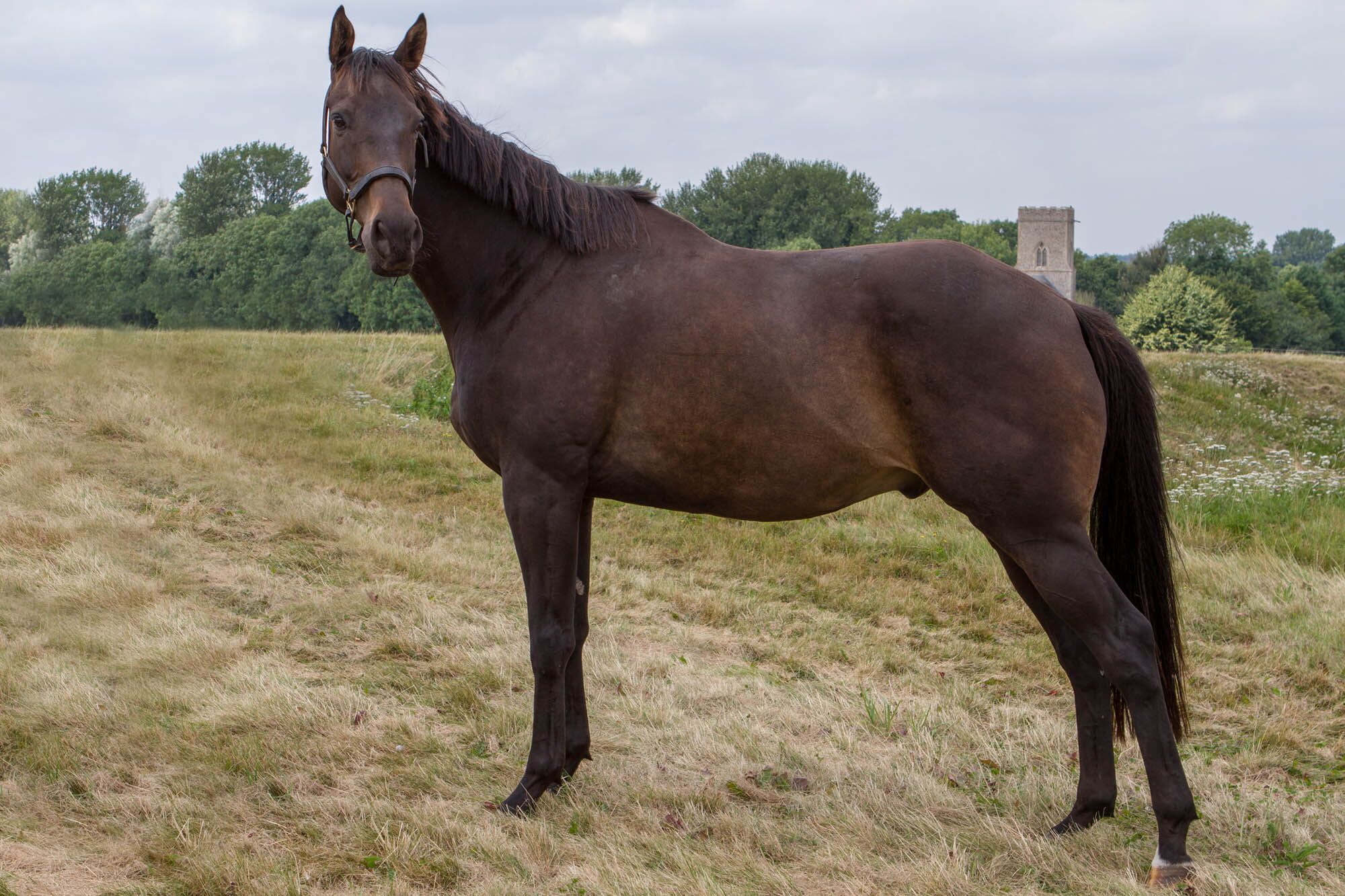 Retraining of Racehorses