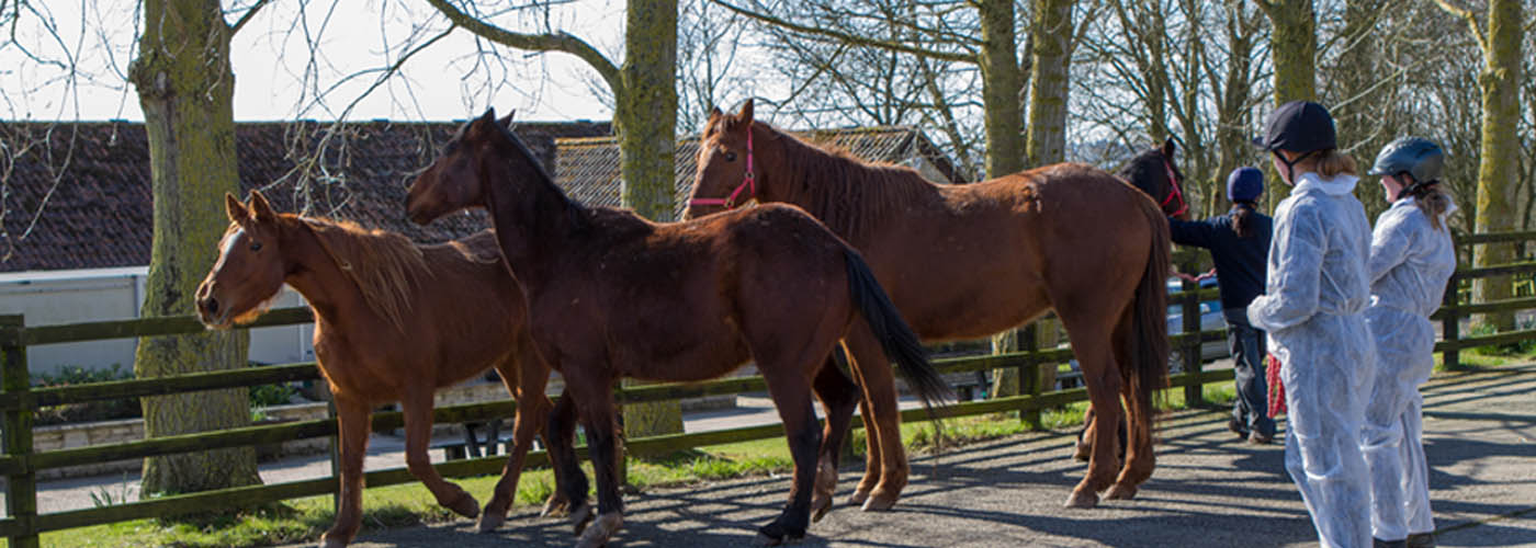 Protecting horses from disease