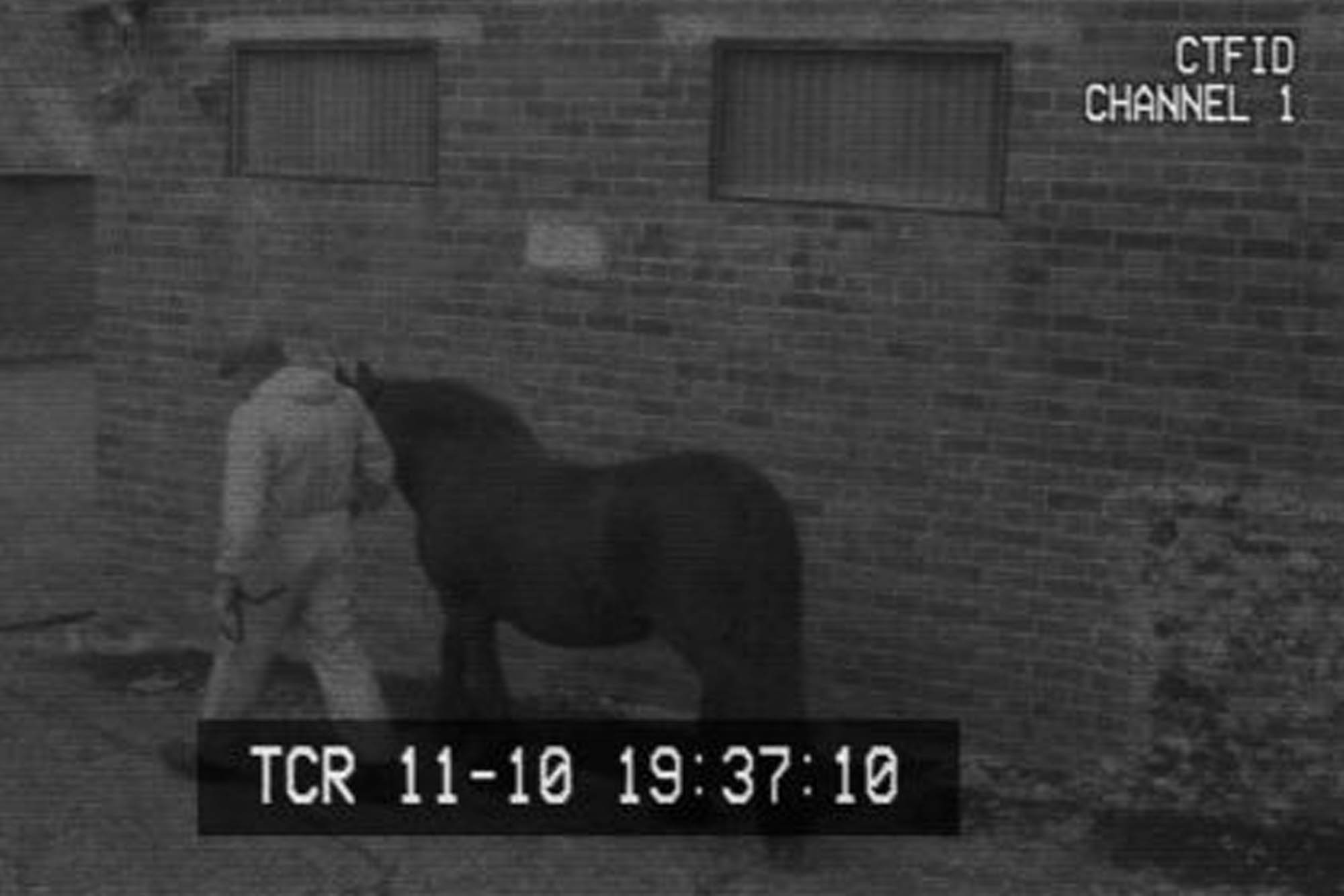 World Horse Welfare calls for CCTV in all of UK’s equine slaughterhouses