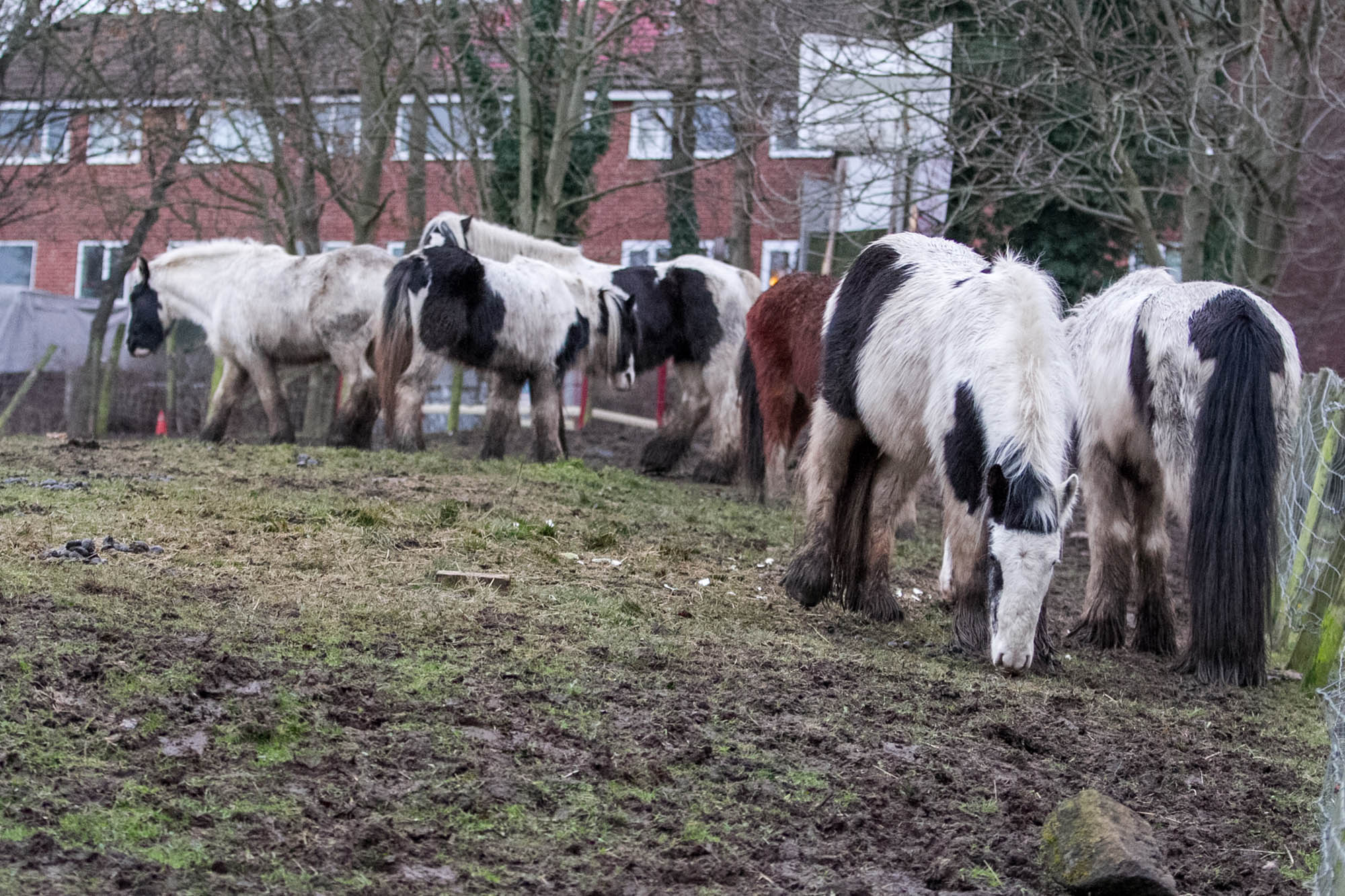 Horse crisis in the UK