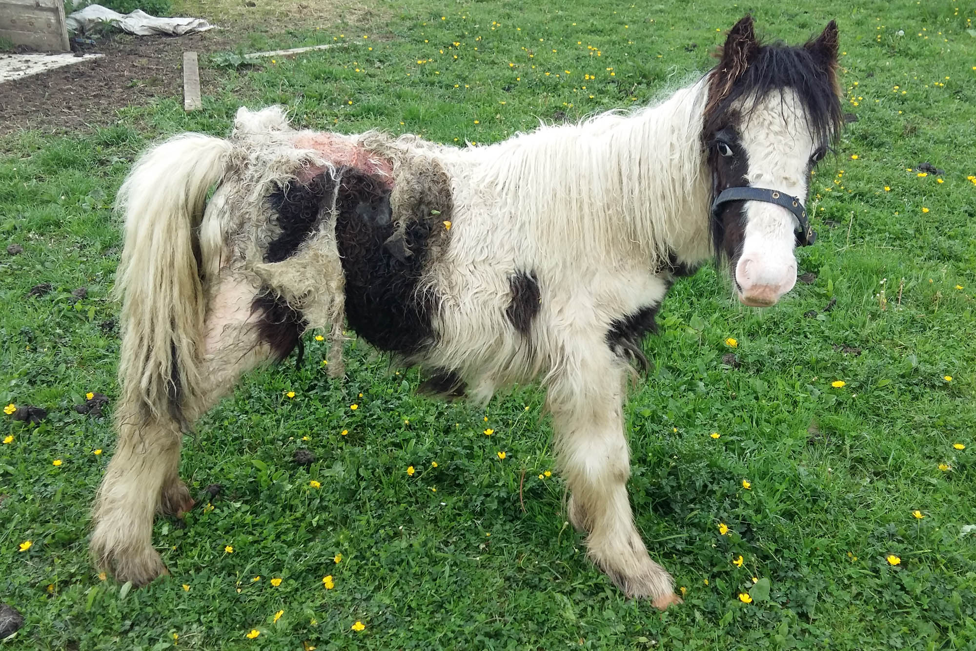 Pony rescued after skin ‘eaten alive’ by maggot infestation