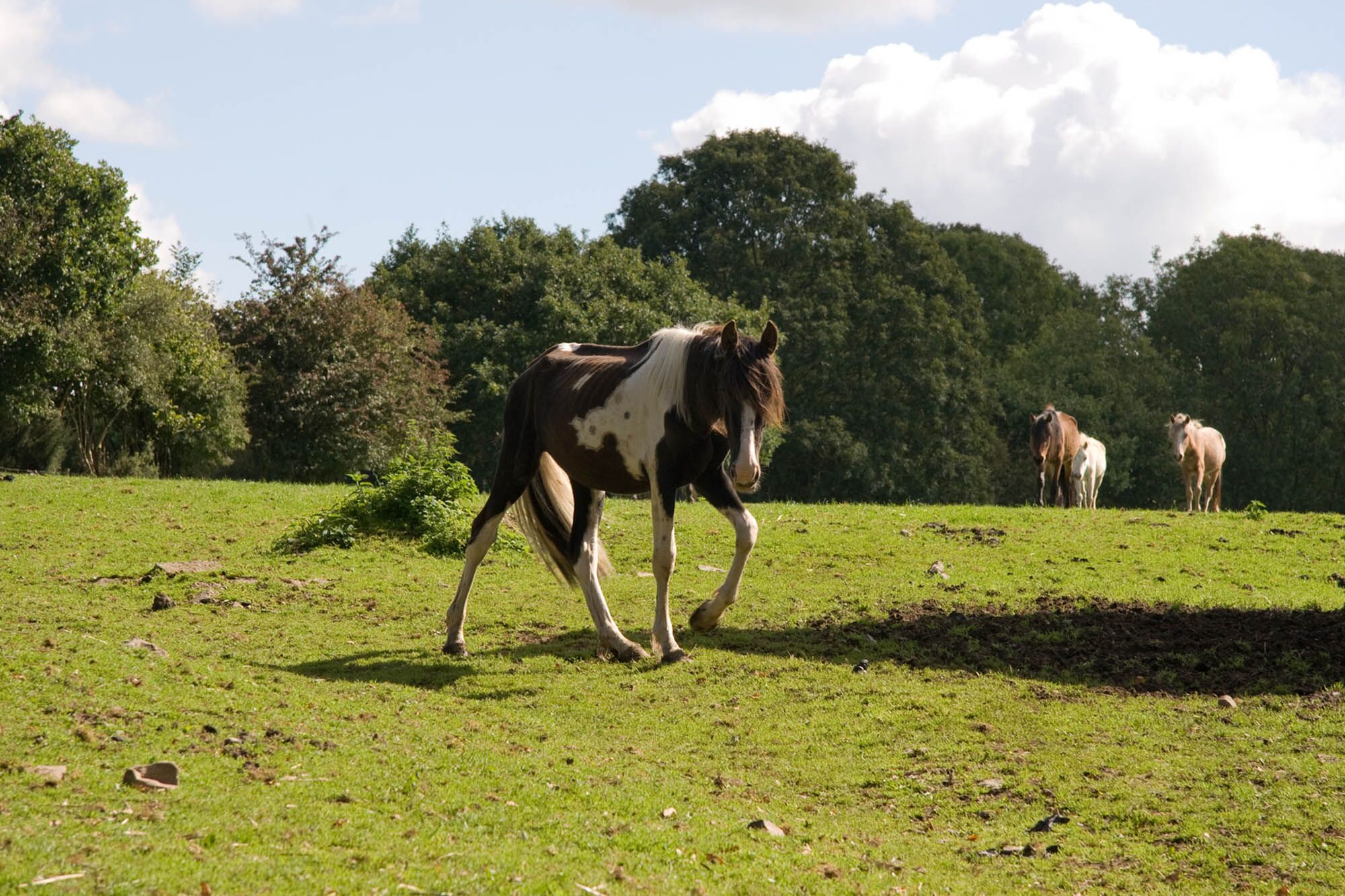 Horse welfare in the UK