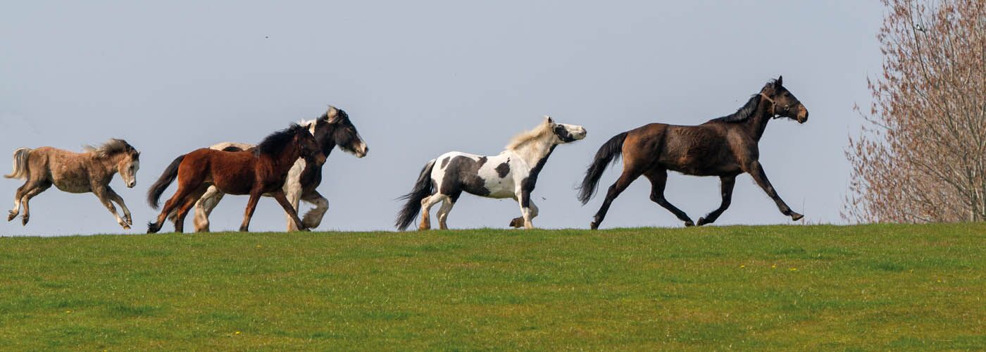 Helping horse owners
