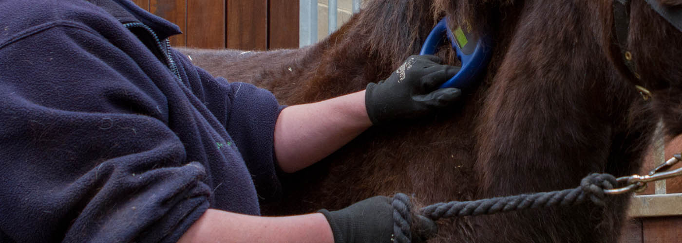 Equine ID - Scotland, Wales and England