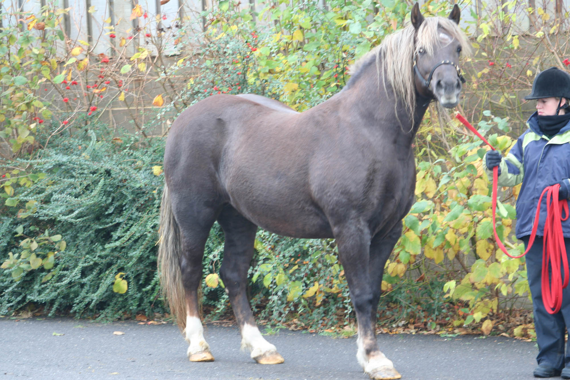 fattest horse in the world